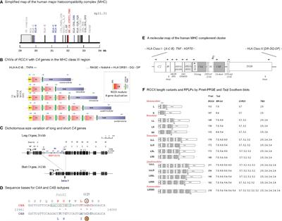 Human Complement C4B Allotypes and Deficiencies in Selected Cases With Autoimmune Diseases